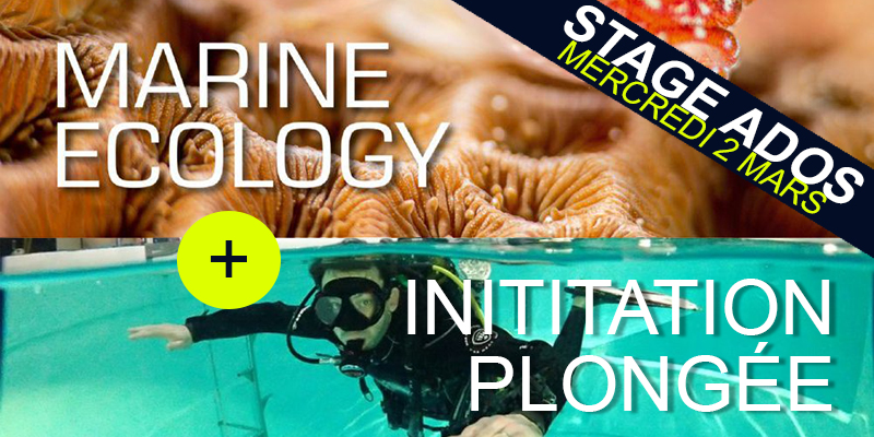 Lire la suite à propos de l’article Stage Écologie Marine & Initiation à la plongée